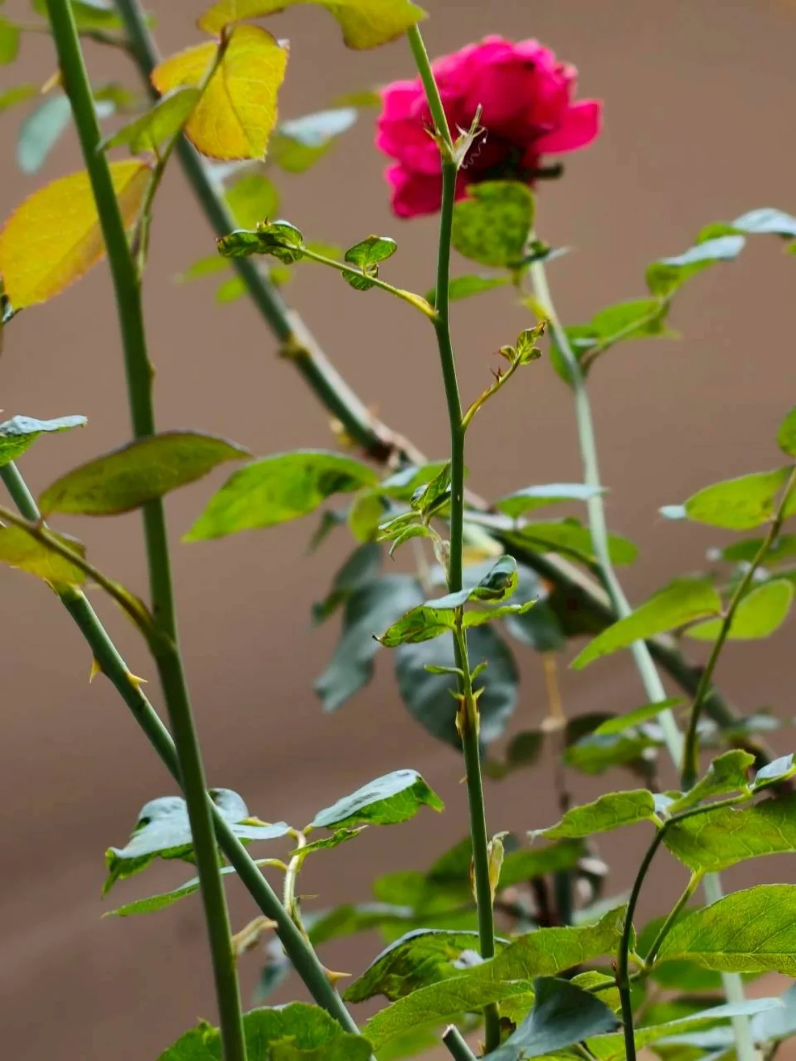 Rose Lab 家庭教育與親子共學紀錄